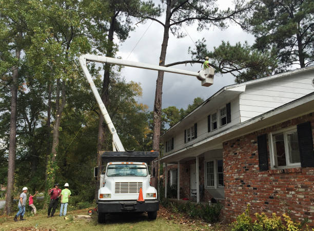 How Our Tree Care Process Works  in  Fort Clark Springs, TX