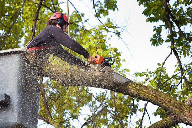 Fort Clark Springs, TX Tree Care Company